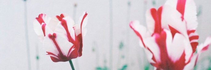 vanillas820's profile banner image