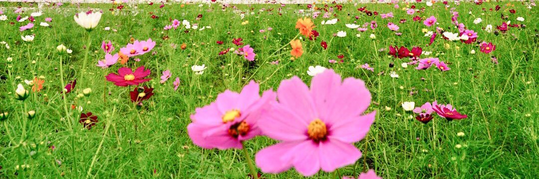 chochan51's profile banner image