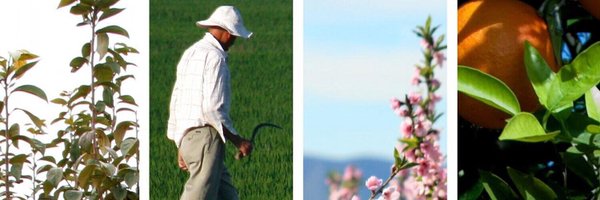 caixalgemesi Profile Banner