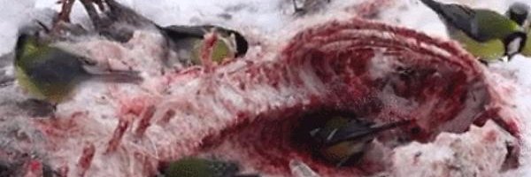 salldarkreally's profile banner image