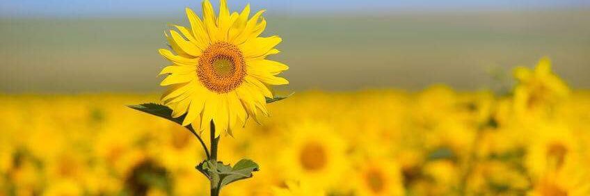 jvs_jenny's profile banner image