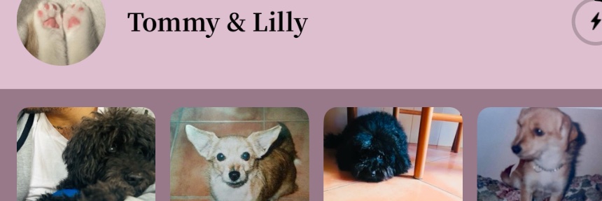 libellula29's profile banner image