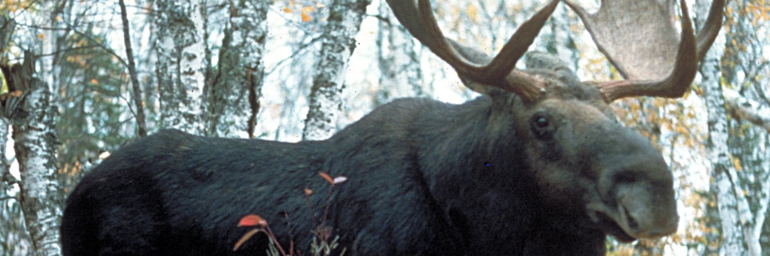 rodney garcia banner