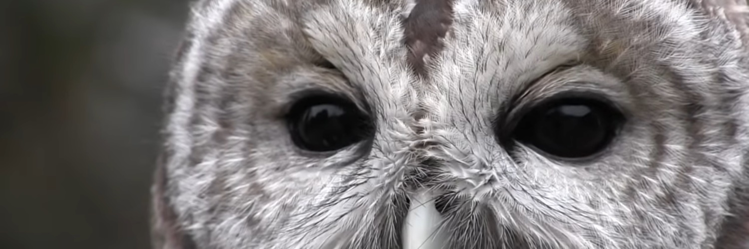 deespencercarr's profile banner image