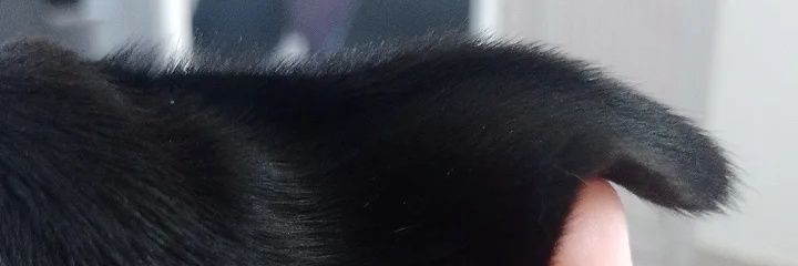 ؘdayse banner