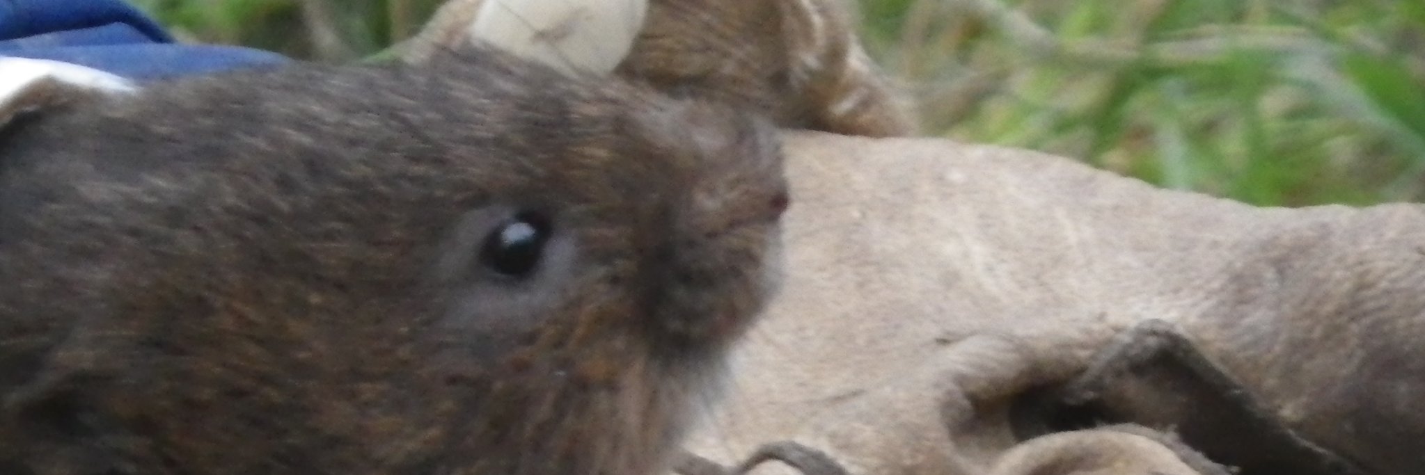 lizzyroz's profile banner image