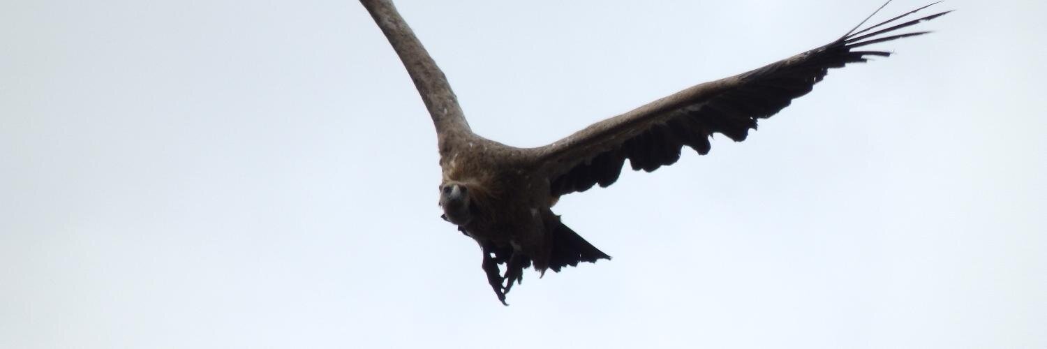 Julián Mora Aliseda. banner