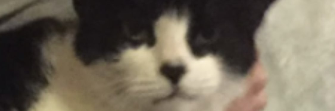 rascalismycat's profile banner image