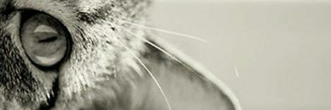 28 buffalo wings☮️ banner