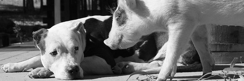 FoodforThought banner