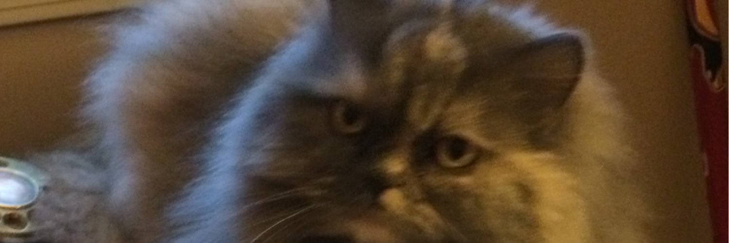 CarolMagee18's profile banner image