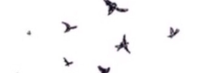 Bshayer124's profile banner image