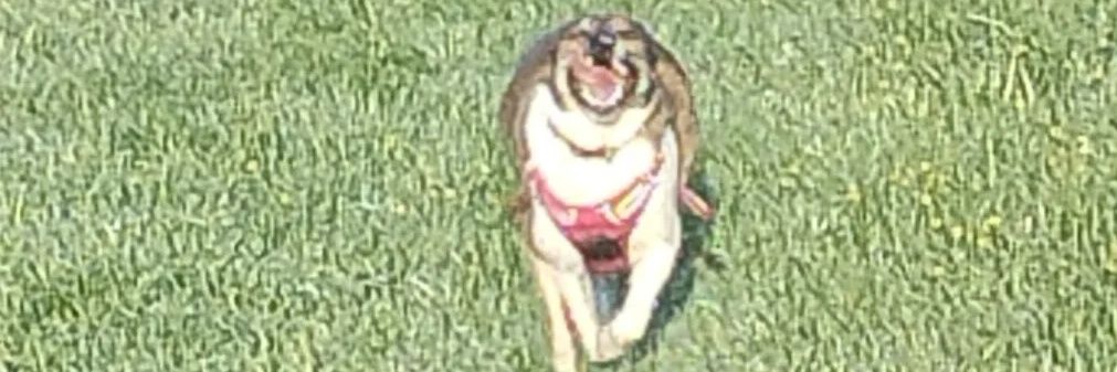 DamnedMenace banner