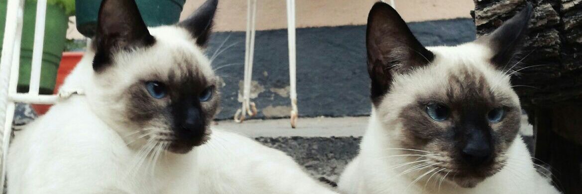 constanzapdraza's profile banner image