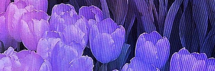 Spirea13jm's profile banner image