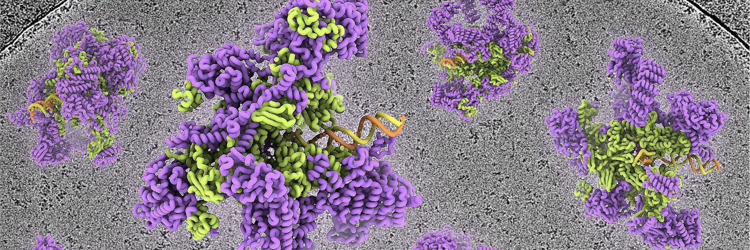 Michael Webster banner