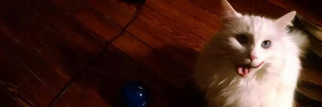 frankieruns's profile banner image