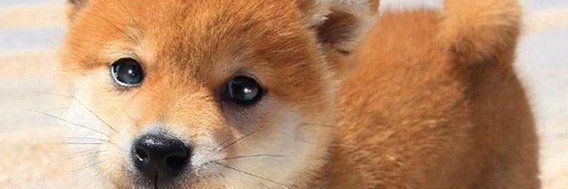Davidlnstr's profile banner image
