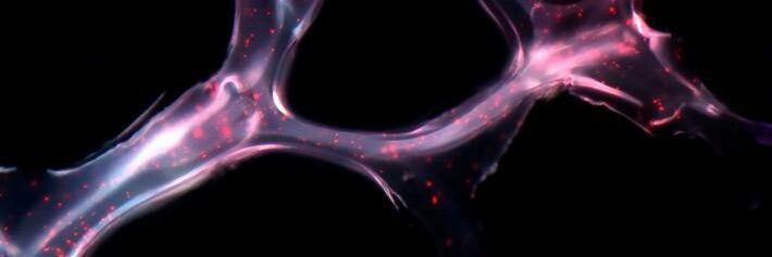 Dani Hell 🇵🇹🇪🇺 banner