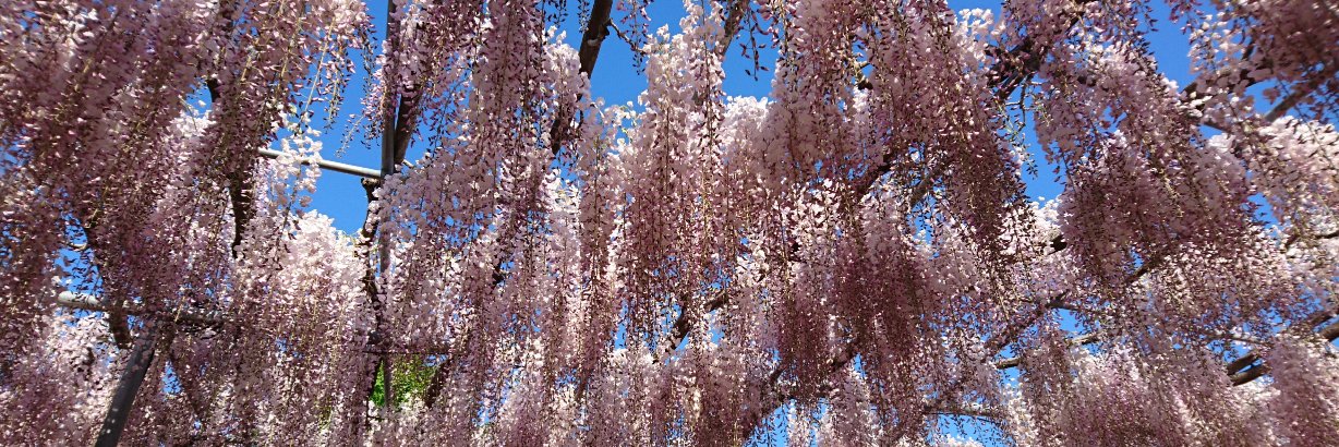 akisakura3's profile banner image