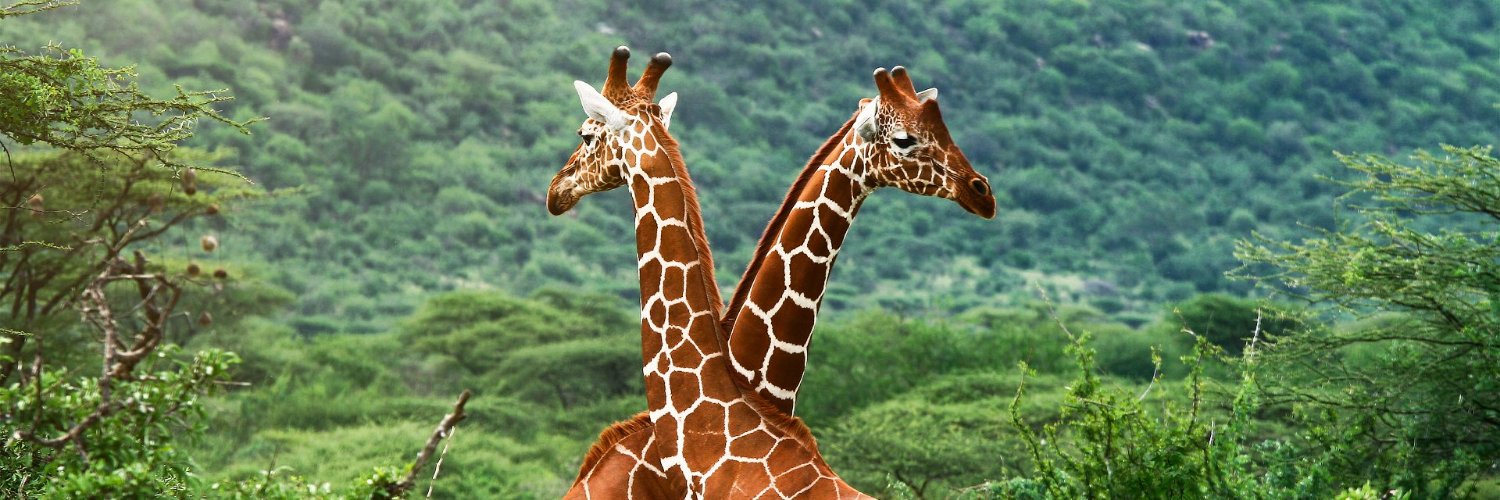 maygiraffe18's profile banner image