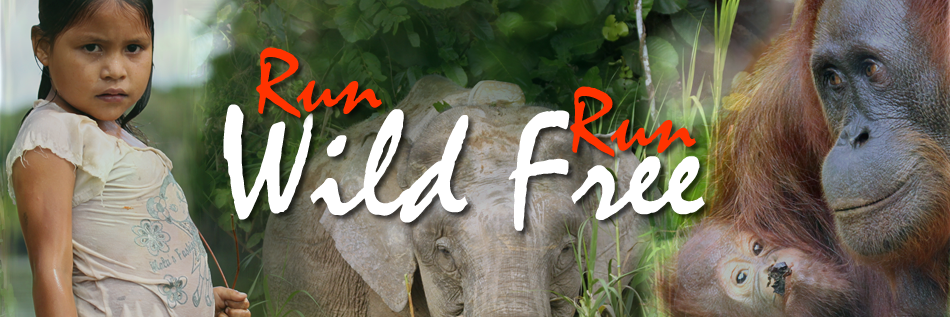 RWRForg's profile banner image