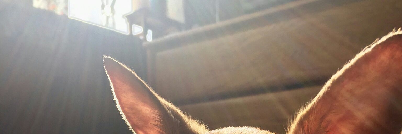 jaemama2's profile banner image