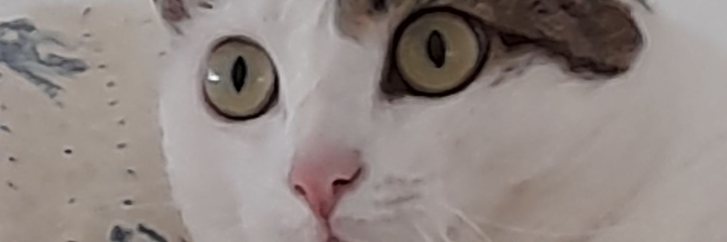 trainaandrea1's profile banner image