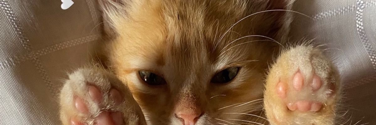 Хитрая лиса ~ banner