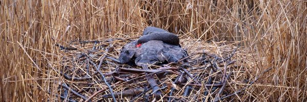 KHVinjerui Profile Banner