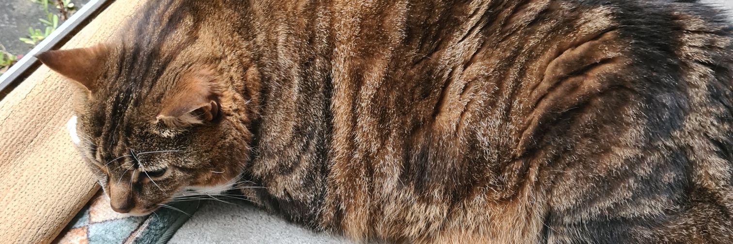 Katherine 🏳️‍🌈🏳️‍⚧️ banner