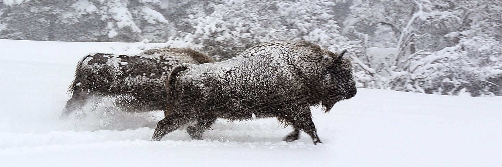 Galatée Films banner