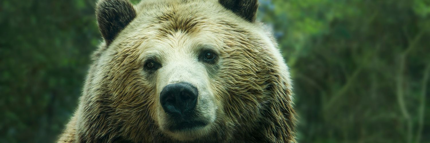 Sam Bear Morrison banner
