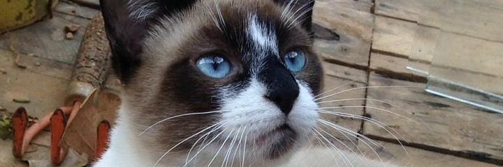 Douglas Rodrigues banner