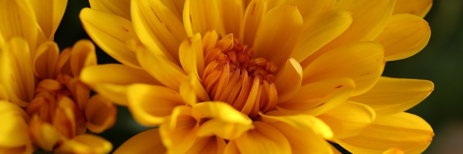 Community Development at Battle Hill and Linskill banner