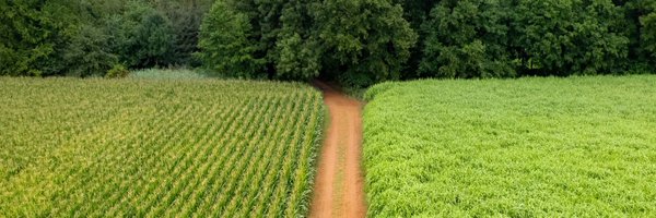 miscancell Profile Banner