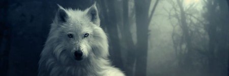 Wolf_Staflik banner