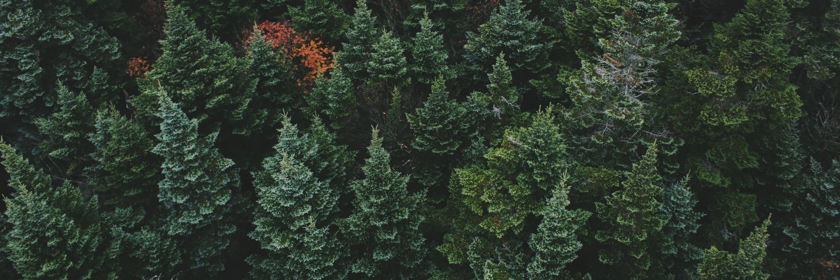 Cryptoforest's profile banner image