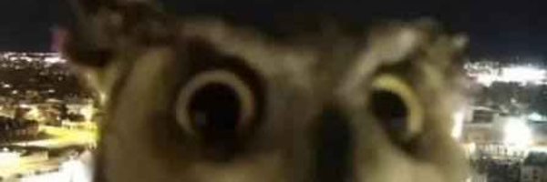 FlaakDelBulla Profile Banner