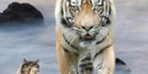 FriskyFatFeline's profile banner image