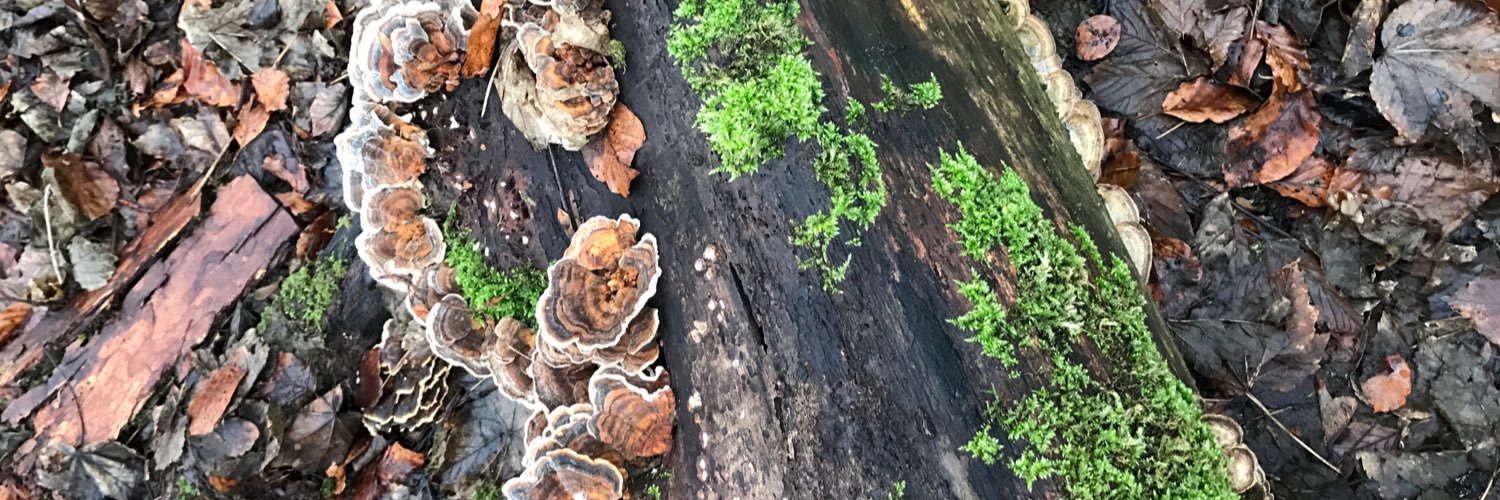 Strathallan Nursery banner