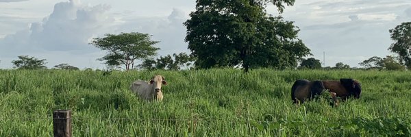 mariap Profile Banner