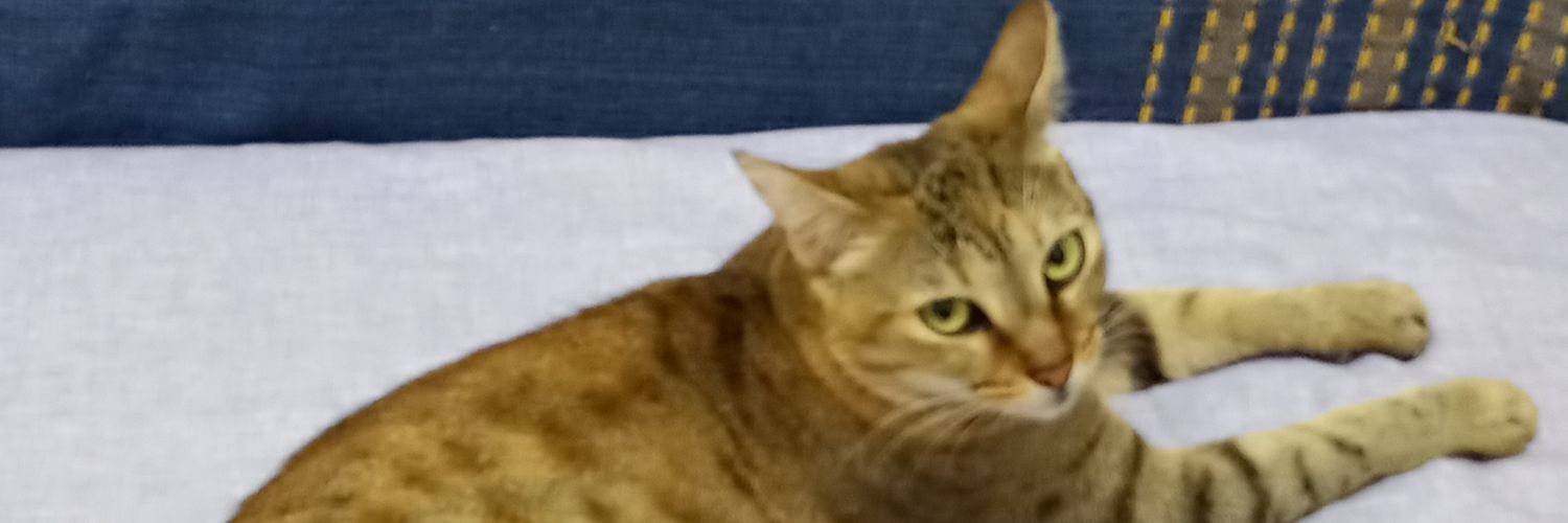 brauliouchoa's profile banner image