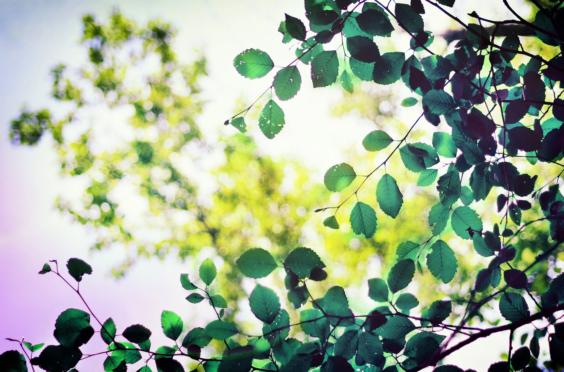 NMomoyo's profile banner image