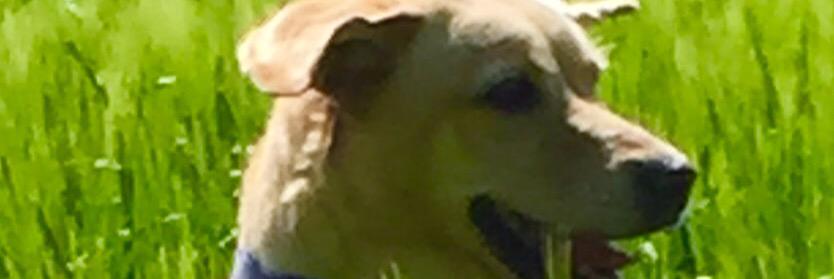mrsGFroud's profile banner image