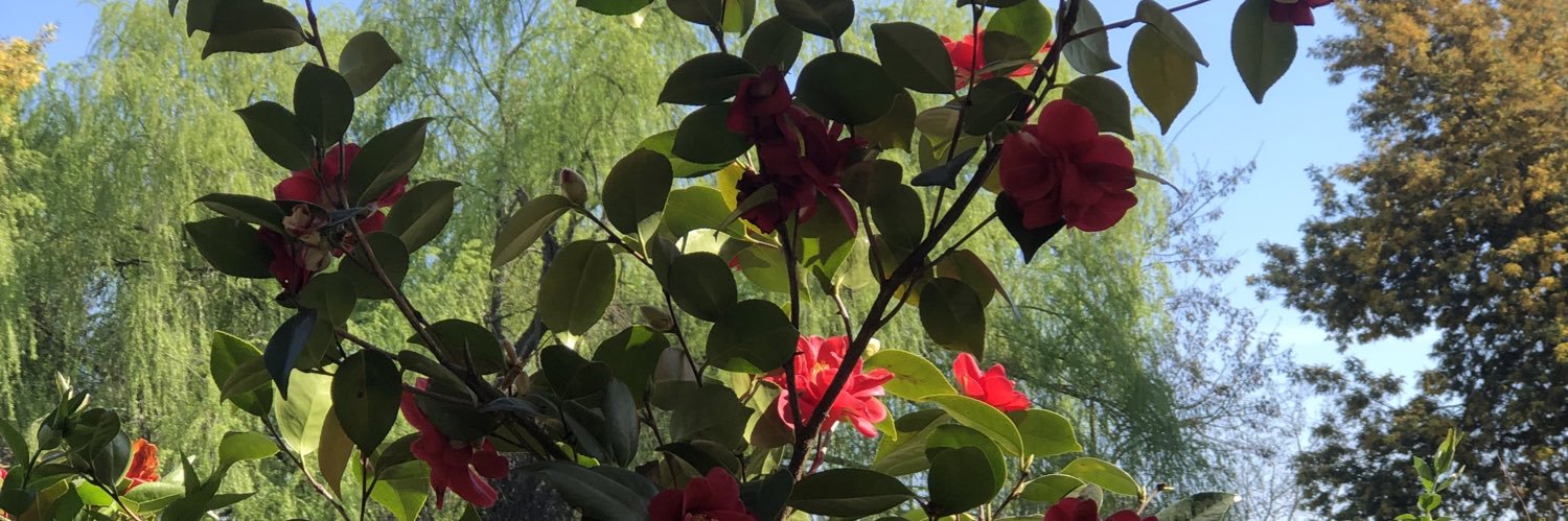 Ale ✌🏼❤️🇨🇱🌳 banner