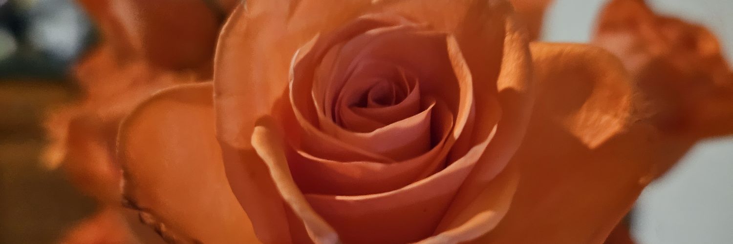 feliscattusa's profile banner image