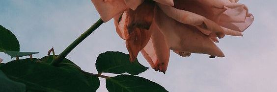 chaGoforit's profile banner image