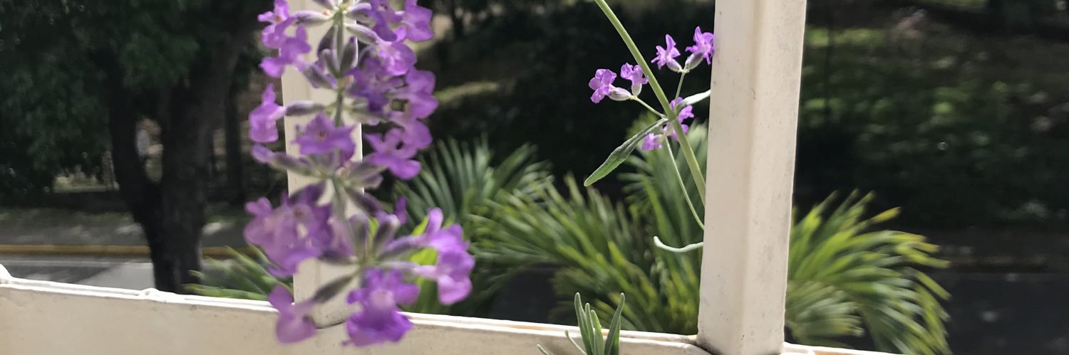 DorisRuiz's profile banner image