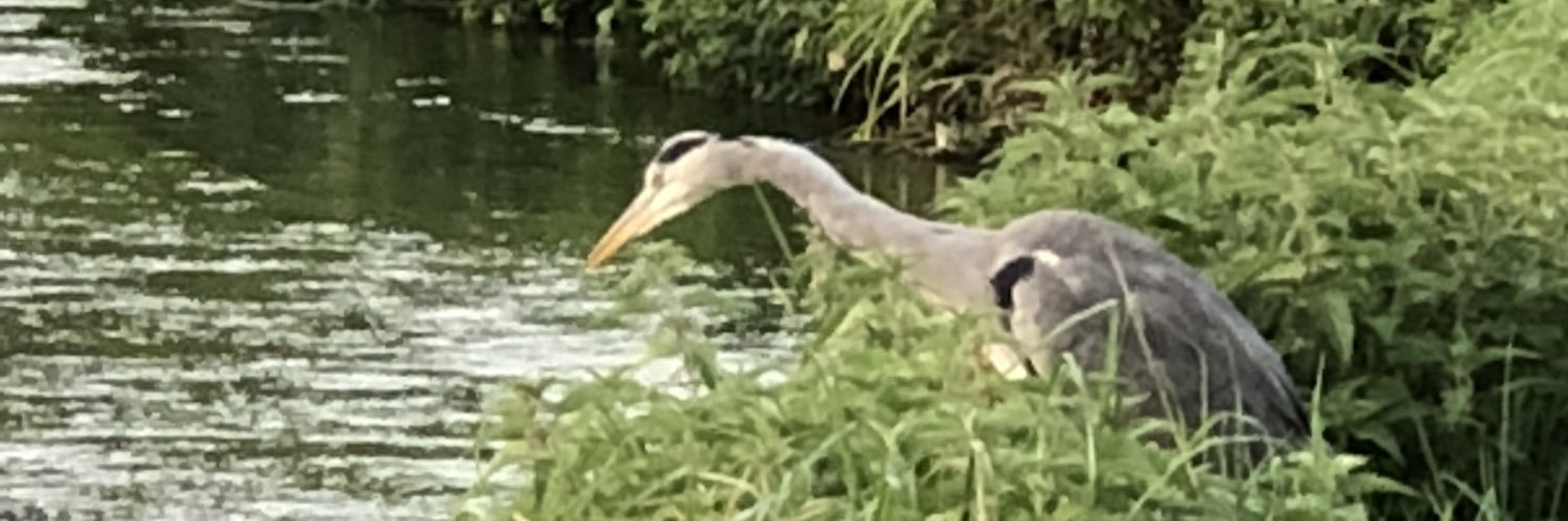 Richard Stillman banner